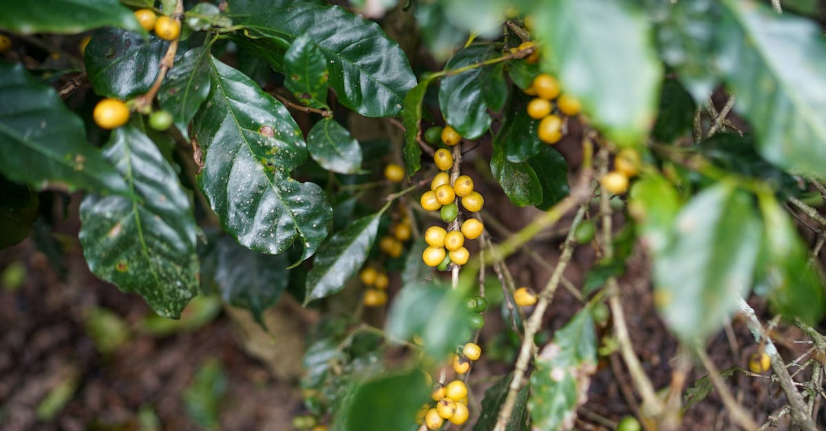 découvrez notre solution à base de caféine, idéale pour booster votre énergie et améliorer votre concentration au quotidien. profitez des bienfaits de la caféine tout en cultivant un style de vie sain et équilibré.