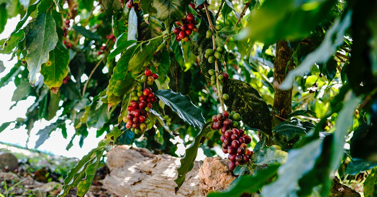 découvrez la solution à base de caféine qui dynamise votre quotidien. améliorez votre concentration, boostez votre énergie et profitez d'une sensation de bien-être grâce à cette formule innovante et efficace.