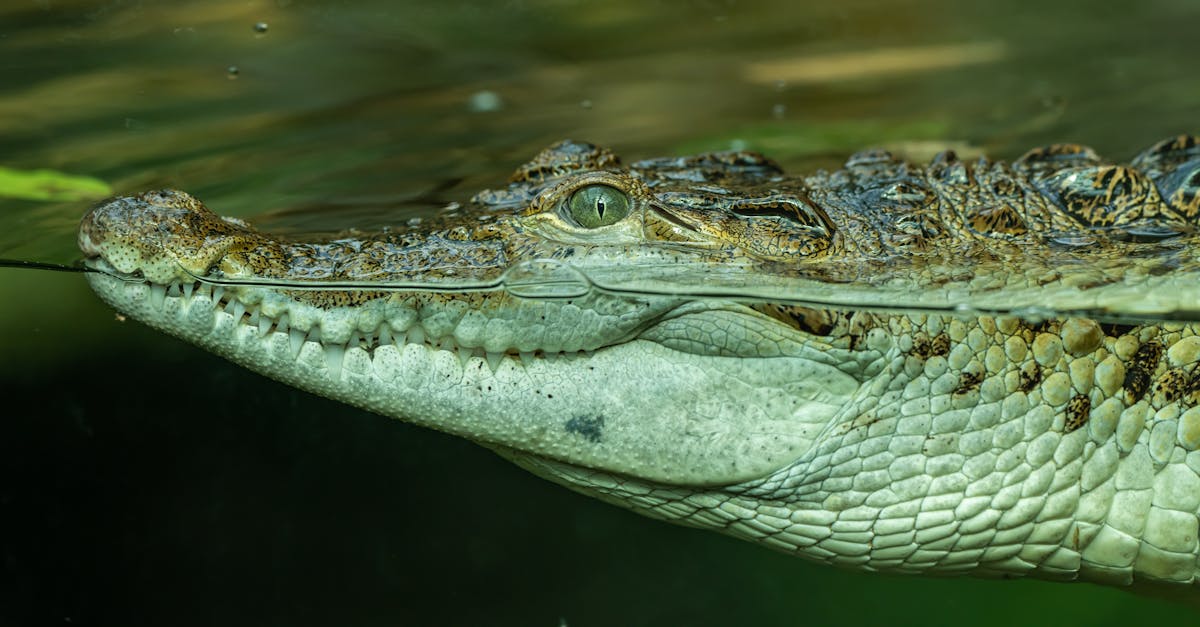 découvrez l'univers emblématique de lacoste, une marque alliant élégance et sportivité à travers des collections de vêtements, chaussures et accessoires au crocodile légendaire. plongez dans le savoir-faire français et le style intemporel qui font la renommée de lacoste.