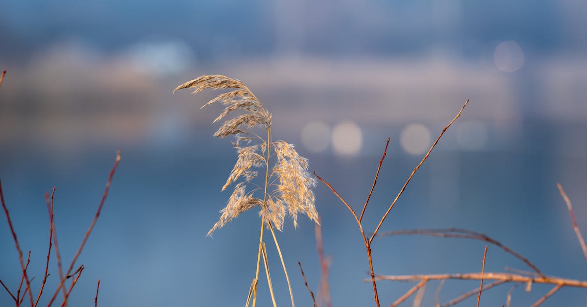 découvrez tout sur l'érection matinale : ses causes, son importance pour la santé masculine et des conseils pour mieux comprendre ce phénomène naturel. apprenez à en parler et à l'intégrer dans votre bien-être quotidien.