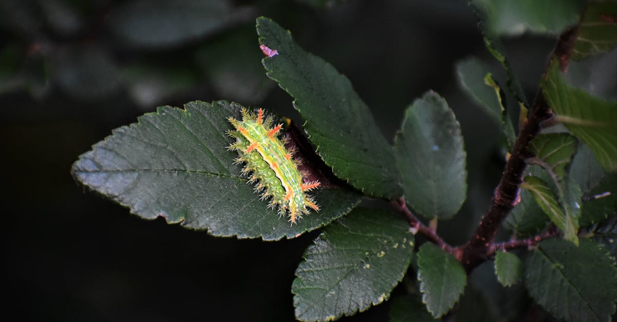 découvrez la morphologie, l'étude de la structure et de la forme des organismes vivants. analysez les différentes caractéristiques morphologiques qui définissent les espèces et leur adaptation à l'environnement.