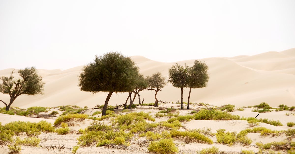 découvrez la morphologie, l'étude des formes et structures des organismes vivants, qui explore la diversité des formes dans le monde naturel et son impact sur l'évolution et le développement. apprenez comment la morphologie influence la biologie, l'écologie et les sciences de la vie.