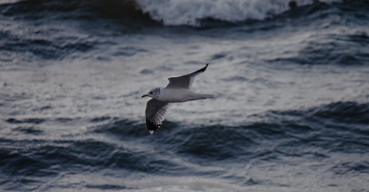 découvrez le wing surf, une activité nautique innovante qui combine le surf, le kitesurf et la planche à voile. apprenez à maîtriser cette discipline passionnante, idéale pour tous les niveaux, et vivez des sensations uniques sur l'eau. rejoignez la communauté des amateurs de wing surf et partez à l'aventure avec nous !