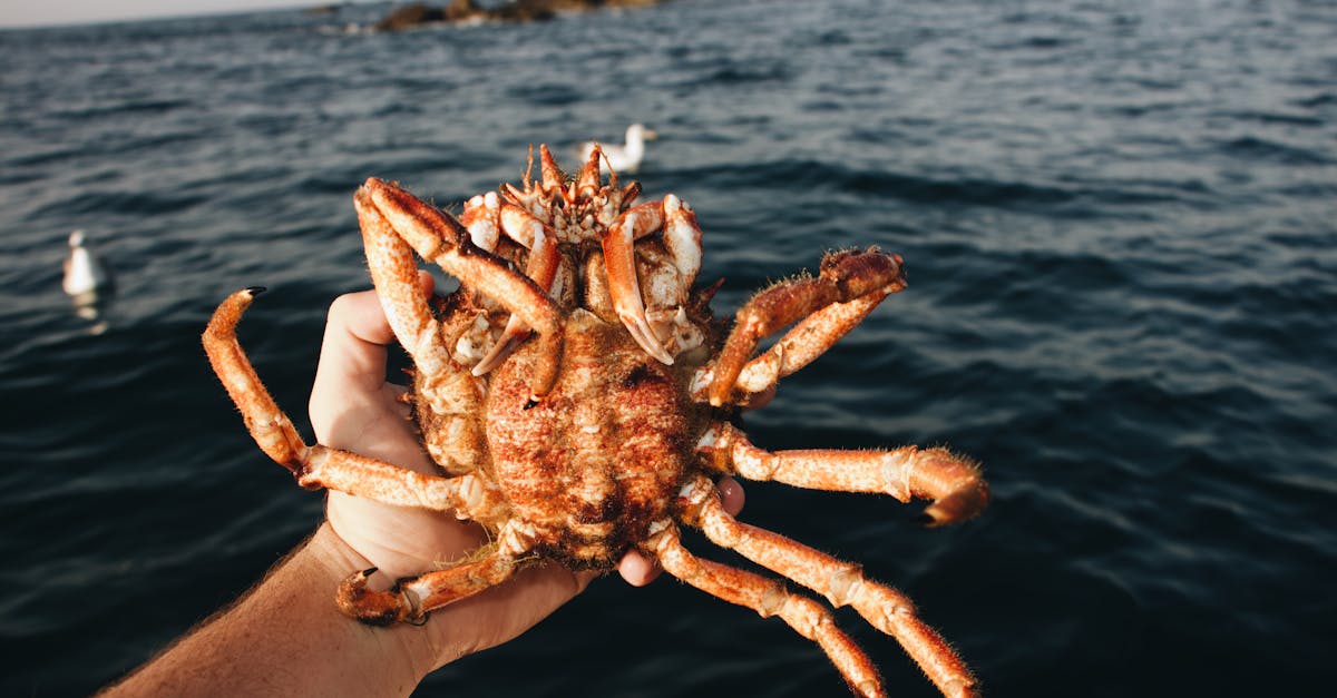 partez pour une aventure inoubliable au cours de notre expédition de pêche ! explorez des paysages magnifiques, découvrez des techniques de pêche variées et partagez des moments mémorables entre amis ou en famille. que vous soyez débutant ou expert, cette escapade vous promet des souvenirs exceptionnels.