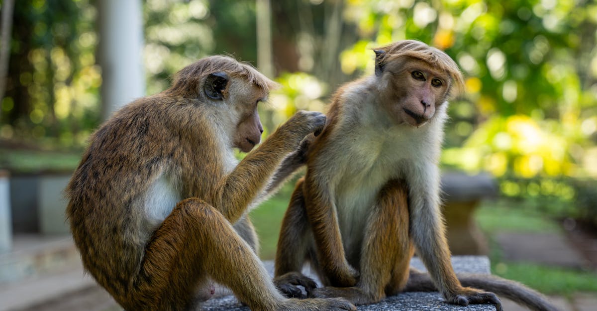 découvrez l'art du grooming, une pratique essentielle pour le bien-être des animaux. apprenez des techniques pour entretenir le pelage de votre compagnon à quatre pattes, garantir sa santé et renforcer vos liens. transformez ce moment en une expérience agréable et bénéfique pour votre animal.