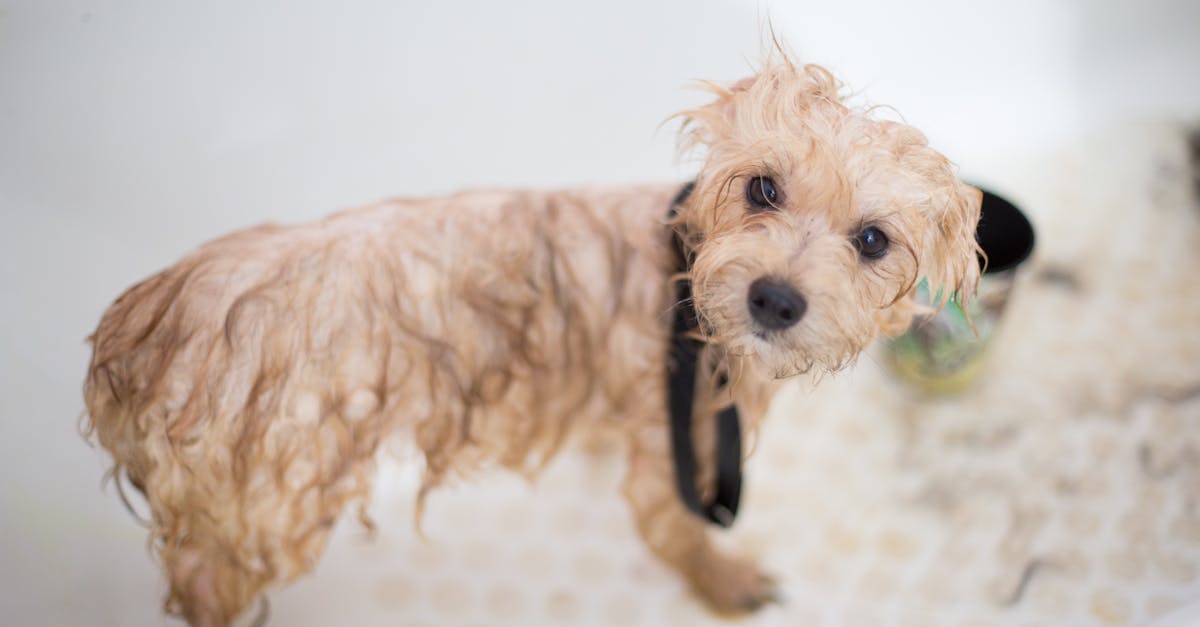 découvrez l'univers du grooming, une pratique essentielle pour le soin et l'entretien de votre apparence. nos conseils et astuces vous aideront à maîtriser les techniques de toilettage pour hommes et à adopter une routine de soins efficace.