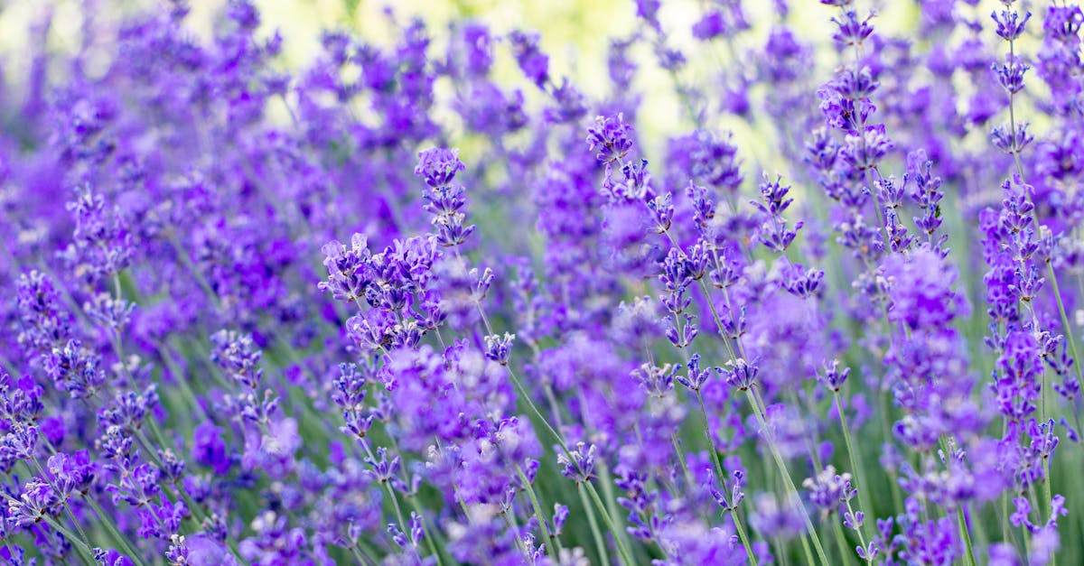 découvrez notre sélection de fragrances enchanteresses qui éveilleront vos sens. que vous recherchiez des parfums floraux, boisés ou orientaux, trouvez la signature olfactive parfaite pour chaque occasion.