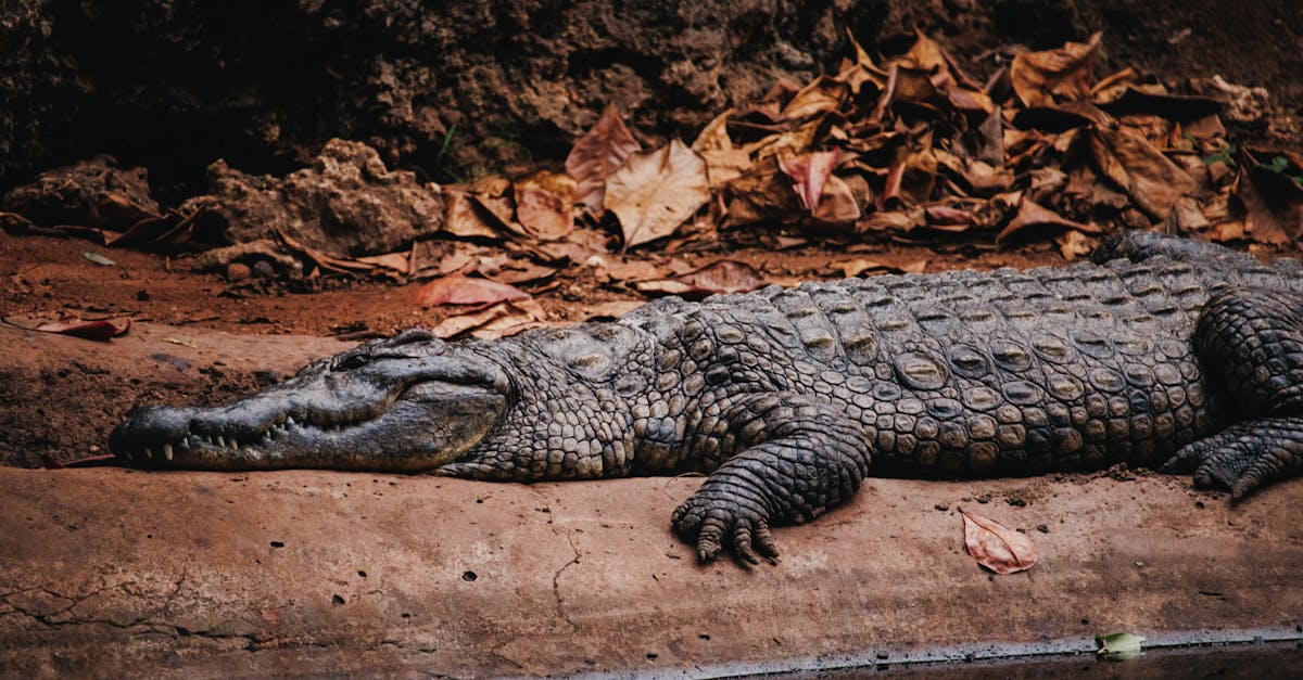 découvrez l'élégance intemporelle du cuir de crocodile, un matériau luxueux apprécié pour sa durabilité et son style unique. explorez nos accessoires en cuir de crocodile, alliant sophistication et qualité artisanale.