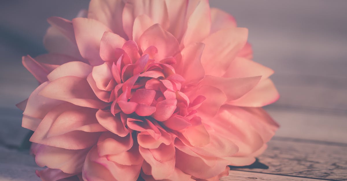 découvrez l'univers captivant de 'pink', une exploration des nuances de cette couleur emblématique, symbolisant la tendresse et l'amour. plongez dans l'histoire, les significations et l'impact culturel de cette teinte, ainsi que des inspirations pour l'intégrer dans votre quotidien.
