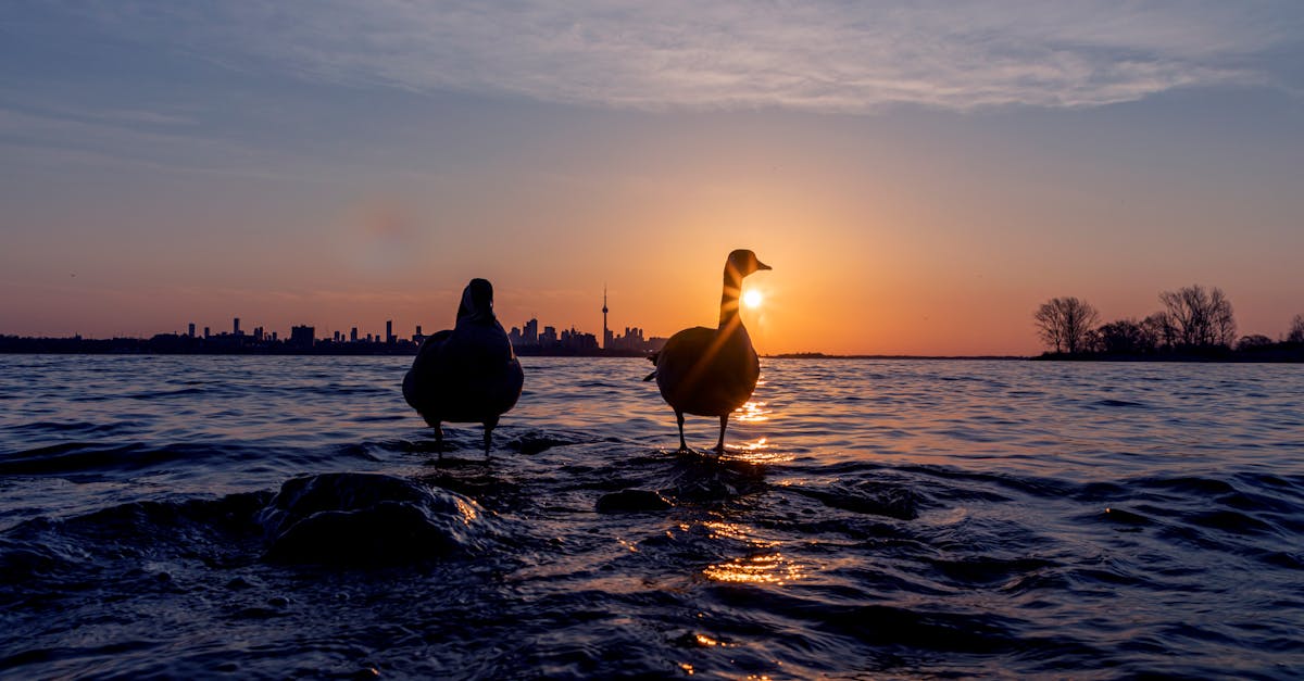 découvrez notre sélection de vestes canada goose, réputées pour leur qualité, leur confort et leur chaleur exceptionnelle. idéales pour affronter l’hiver avec style et protection.