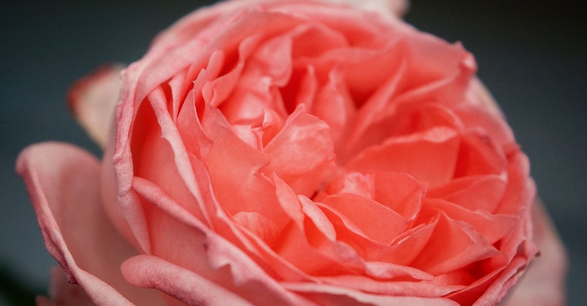 découvrez notre sélection de fragrances raffinées pour homme et femme. trouvez le parfum qui vous ressemble parmi nos essences uniques et envoûtantes.