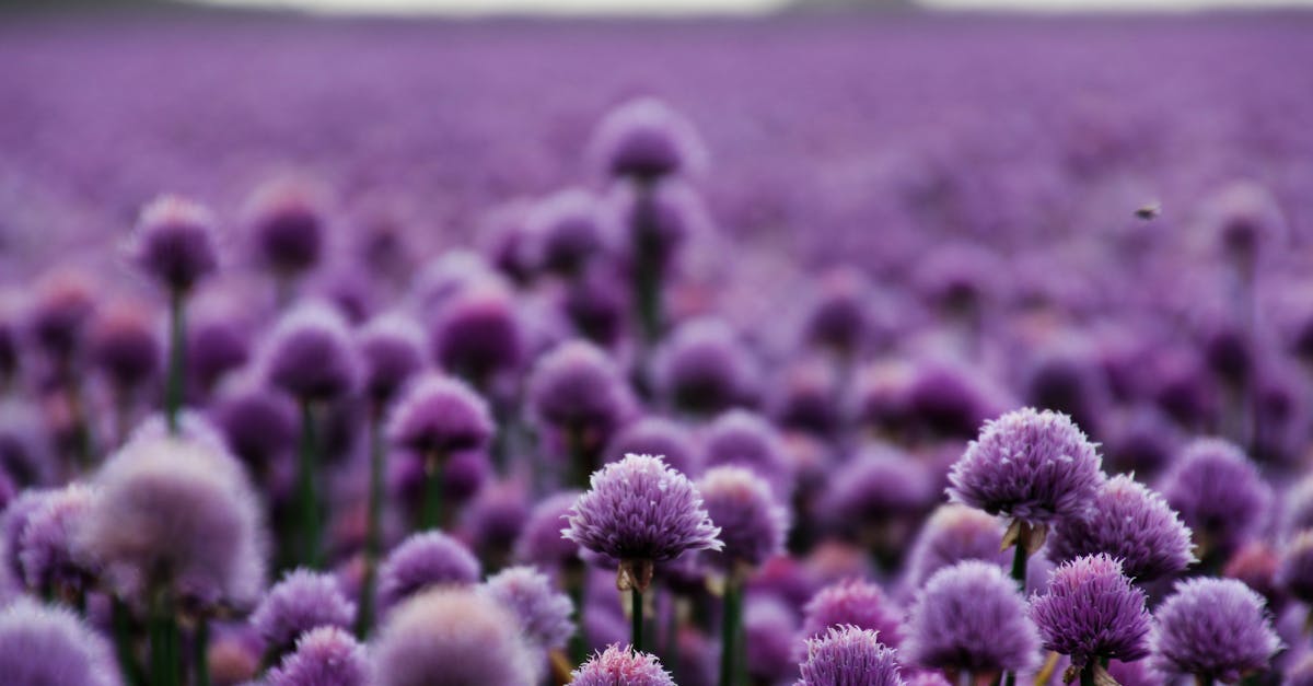 découvrez l'univers fascinant du violet : signification, utilisation, nuances et inspirations pour intégrer cette couleur élégante dans votre quotidien.