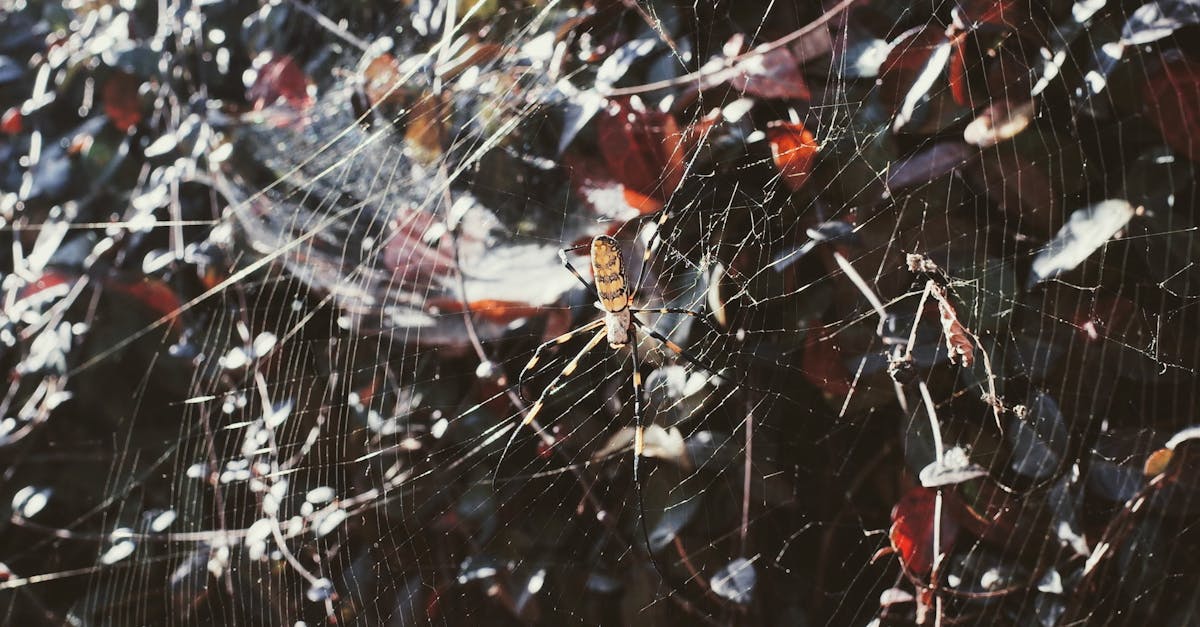 adoptez l'élégance intemporelle avec notre cravate en soie grenadine marron, un accessoire raffiné idéal pour sublimer toutes vos tenues professionnelles ou de cérémonie.