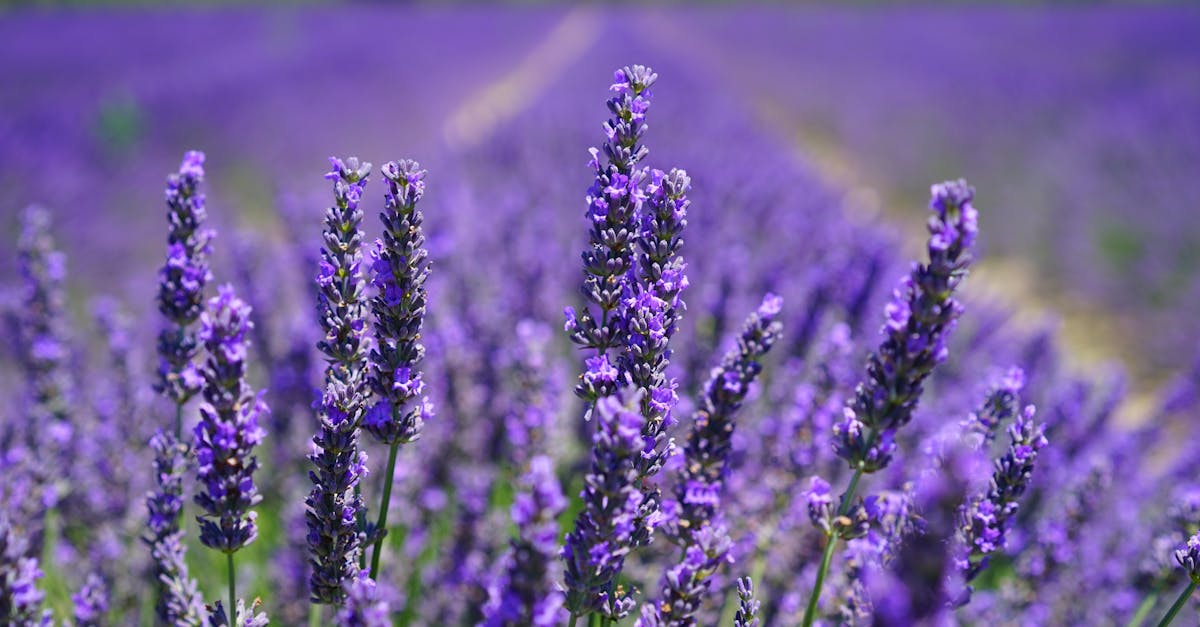 découvrez tout sur les fragrances : conseils, tendances, astuces pour choisir et porter le parfum idéal selon votre personnalité.