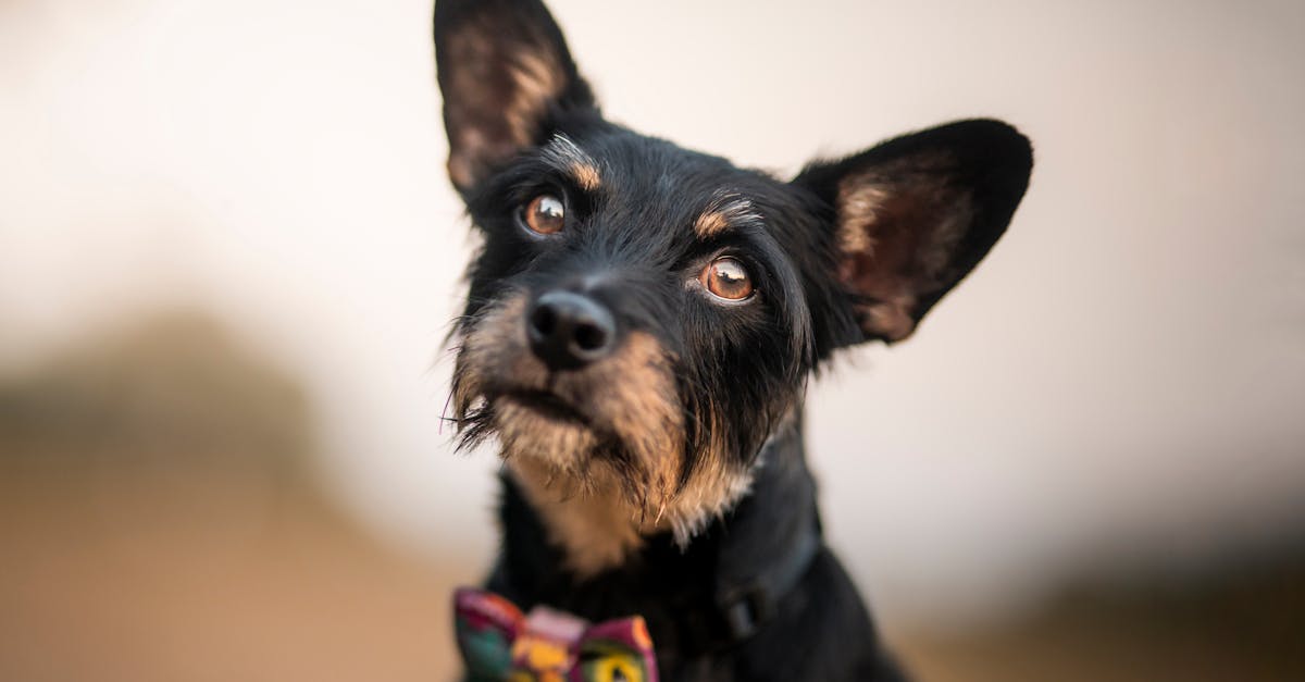 découvrez notre collection élégante de noeuds papillon, parfaits pour rehausser votre style lors de toutes vos occasions spéciales.